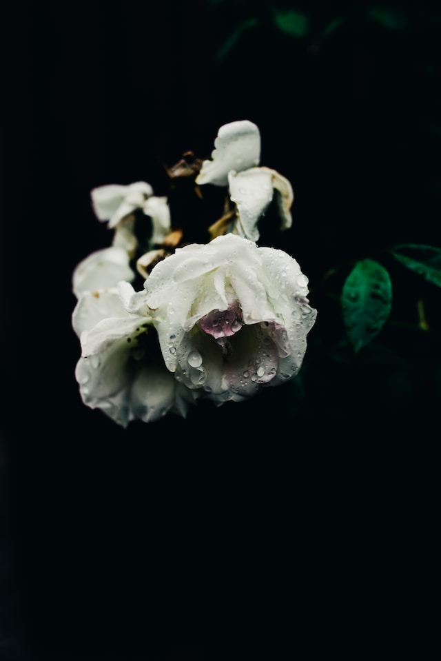 Rosa Alba Scene 2